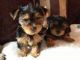 Yorkshire Terrier Puppies for sale in Lisburn, Lisburn, Lisburn, UK. price: 310 GBP