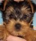 Yorkshire Terrier Puppies for sale in Port St Lucie, FL, USA. price: NA