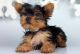 Yorkshire Terrier Puppies for sale in Jersey City, NJ, USA. price: $400