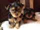 Yorkshire Terrier Puppies for sale in Chula Vista, CA, USA. price: NA