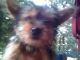 Yorkshire Terrier Puppies for sale in Tulsa, OK, USA. price: NA