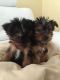 Yorkshire Terrier Puppies for sale in Delvinë District, Albania. price: NA