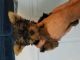 Yorkshire Terrier Puppies for sale in Barnegat Township, NJ, USA. price: $850