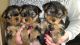 Yorkshire Terrier Puppies for sale in Arlington, TX, USA. price: $450