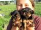 Yorkshire Terrier Puppies for sale in Chula Vista, CA, USA. price: NA