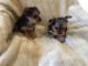 Yorkshire Terrier Puppies for sale in Dagsboro, DE 19939, USA. price: NA