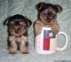 Yorkshire Terrier Puppies for sale in Chattanooga, TN, USA. price: $300