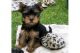 Yorkshire Terrier Puppies for sale in Usa Today Way, Miramar, FL 33025, USA. price: NA