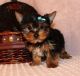 Yorkshire Terrier Puppies for sale in Bend, OR, USA. price: NA