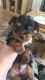 Yorkshire Terrier Puppies for sale in State Hwy 161, Texas, USA. price: NA