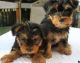Yorkshire Terrier Puppies for sale in Houghton, MI 49931, USA. price: NA
