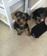 Yorkshire Terrier Puppies for sale in Rockford, IL, USA. price: NA