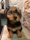 Yorkshire Terrier Puppies for sale in WY-110, Devils Tower, WY 82714, USA. price: NA