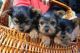 Yorkshire Terrier Puppies for sale in WY-220, Casper, WY, USA. price: NA