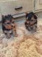 Yorkshire Terrier Puppies for sale in Utah Olympic Park, UT-224, Park City, UT 84098, USA. price: NA