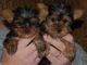 Yorkshire Terrier Puppies for sale in TN-58, Chattanooga, TN, USA. price: NA