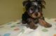 Yorkshire Terrier Puppies for sale in Jackson, MS, USA. price: NA