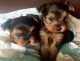 Yorkshire Terrier Puppies for sale in San Jose Blvd, Jacksonville, FL, USA. price: NA