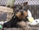 Yorkshire Terrier Puppies for sale in Charleston, WV, USA. price: NA