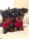 Yorkshire Terrier Puppies for sale in Rochester, NY 14602, USA. price: NA