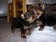 Yorkshire Terrier Puppies for sale in Winston-Salem, NC, USA. price: NA