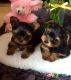 Yorkshire Terrier Puppies for sale in Wilmington, NC, USA. price: NA