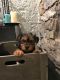 Yorkshire Terrier Puppies for sale in Boston, MA 02114, USA. price: $400