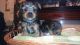 Yorkshire Terrier Puppies for sale in Massachusetts Ave, Boston, MA, USA. price: NA