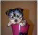Yorkshire Terrier Puppies for sale in Carbon County, WY, USA. price: NA