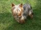 Yorkshire Terrier Puppies for sale in New York, IA 50238, USA. price: NA