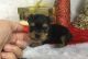 Yorkshire Terrier Puppies for sale in Bishopville, SC 29010, USA. price: NA