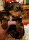 Yorkshire Terrier Puppies for sale in Chattanooga, TN, USA. price: $800