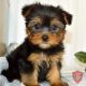 Yorkshire Terrier Puppies for sale in 10011 N Central Expy, Dallas, TX 75231, USA. price: NA
