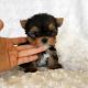 Yorkshire Terrier Puppies for sale in 43068 OH-541, Coshocton, OH 43812, USA. price: NA