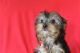 Yorkshire Terrier Puppies for sale in Social Circle, GA 30025, USA. price: NA