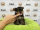 Yorkshire Terrier Puppies for sale in Lancaster, CA 93535, USA. price: NA
