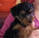 Yorkshire Terrier Puppies for sale in Lancaster, CA 93535, USA. price: NA