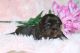Yorkshire Terrier Puppies for sale in Bishopville, SC 29010, USA. price: NA