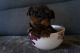 Yorkshire Terrier Puppies for sale in Texas Medical Center, Houston, TX 77030, USA. price: NA