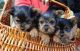Yorkshire Terrier Puppies for sale in Cullman, AL 35058, USA. price: NA