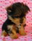 Yorkshire Terrier Puppies for sale in Jamesville, NY 13078, USA. price: NA