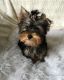 Yorkshire Terrier Puppies for sale in Austin St, Corpus Christi, TX, USA. price: NA