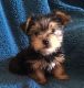 Yorkshire Terrier Puppies for sale in Bell Buckle, TN 37020, USA. price: NA