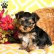 Yorkshire Terrier Puppies for sale in IL-59, Plainfield, IL, USA. price: $300