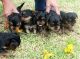 Yorkshire Terrier Puppies for sale in Bolingbrook, IL, USA. price: $800