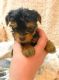Yorkshire Terrier Puppies for sale in Trenton, NJ, USA. price: NA
