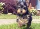 Yorkshire Terrier Puppies for sale in Denton, TX, USA. price: $332