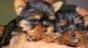 Yorkshire Terrier Puppies for sale in Caroline Ave, Clifton, NJ 07011, USA. price: NA