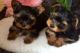 Yorkshire Terrier Puppies for sale in Halifax, PA, USA. price: NA