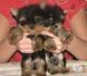 Yorkshire Terrier Puppies for sale in Houston, TX 77077, USA. price: NA